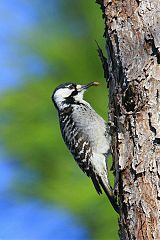 Red-cockaded Woodpecker